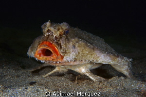 Batfish by Abimael Márquez 